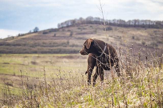 Téléchargement gratuit de fond d'écran HD nature fond d'écran chien image gratuite à modifier avec l'éditeur d'images en ligne gratuit GIMP