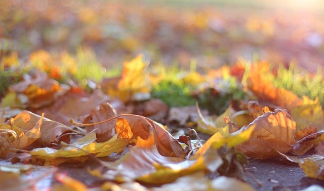 Free download hd wallpaper nature wallpaper fall free picture to be edited with GIMP free online image editor