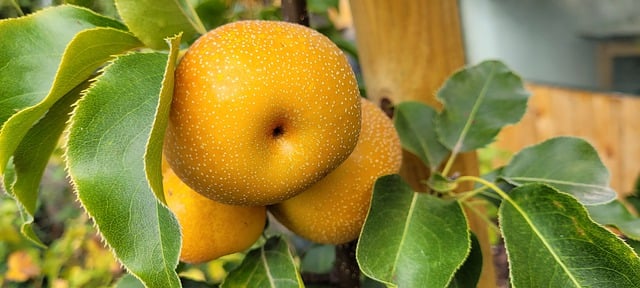 Free download hd wallpaper nature wallpaper fruit free picture to be edited with GIMP free online image editor
