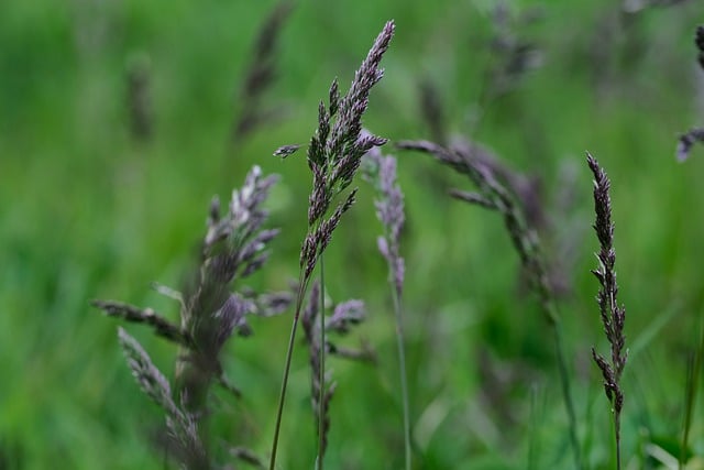 Téléchargement gratuit de fond d'écran HD nature fond d'écran herbe image gratuite à modifier avec l'éditeur d'images en ligne gratuit GIMP