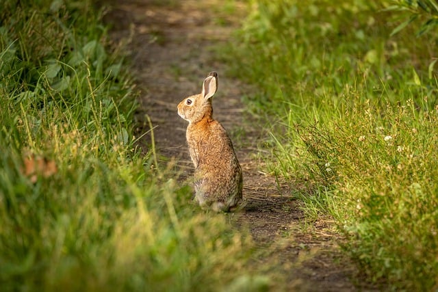 Free download hd wallpaper nature wallpaper hare free picture to be edited with GIMP free online image editor
