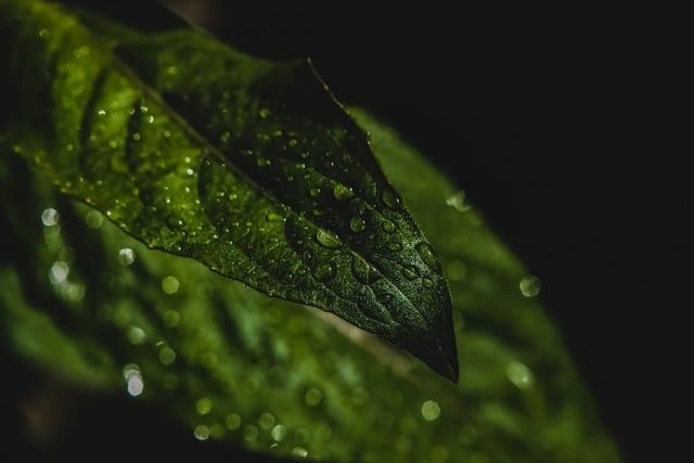 Free download hd wallpaper nature wallpaper leaf free picture to be edited with GIMP free online image editor
