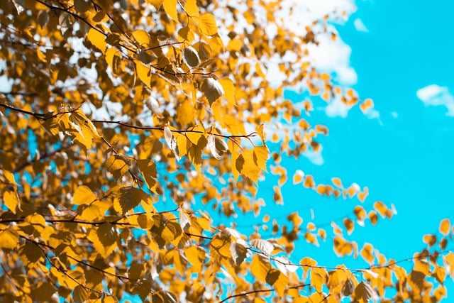 Free download hd wallpaper nature wallpaper leaves free picture to be edited with GIMP free online image editor