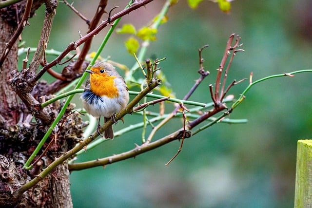 Free download hd wallpaper nature wallpaper robin free picture to be edited with GIMP free online image editor