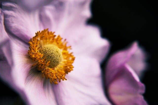 Free download hd wallpaper nature wallpaper rose free picture to be edited with GIMP free online image editor