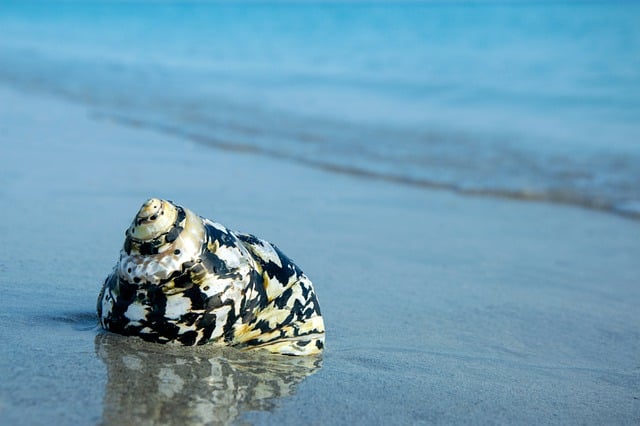 Free download hd wallpaper nature wallpaper shell free picture to be edited with GIMP free online image editor
