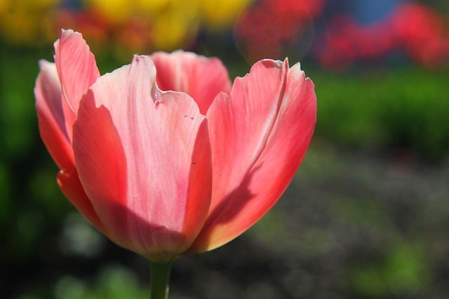 Free download hd wallpaper nature wallpaper tulip free picture to be edited with GIMP free online image editor