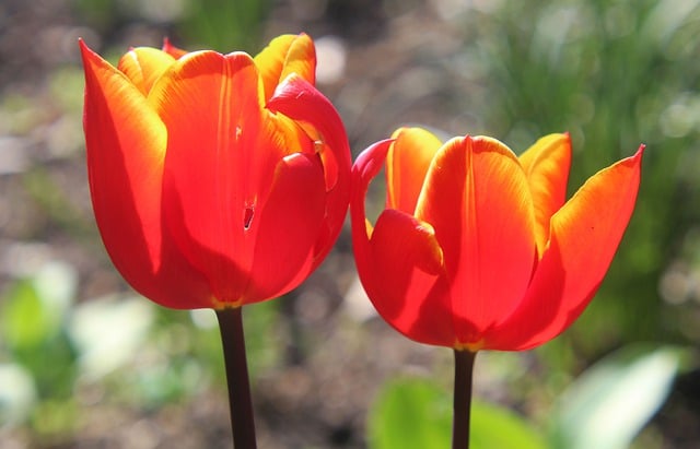 Free download hd wallpaper nature wallpaper tulips free picture to be edited with GIMP free online image editor