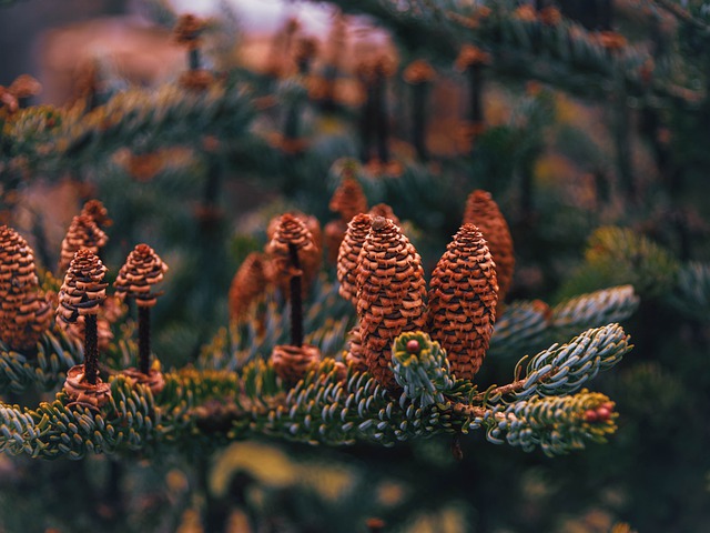 Free download hd wallpaper needles cones tree free picture to be edited with GIMP free online image editor