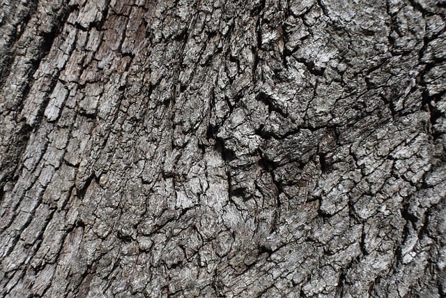 Free download hd wallpaper oak tree bark wood free picture to be edited with GIMP free online image editor