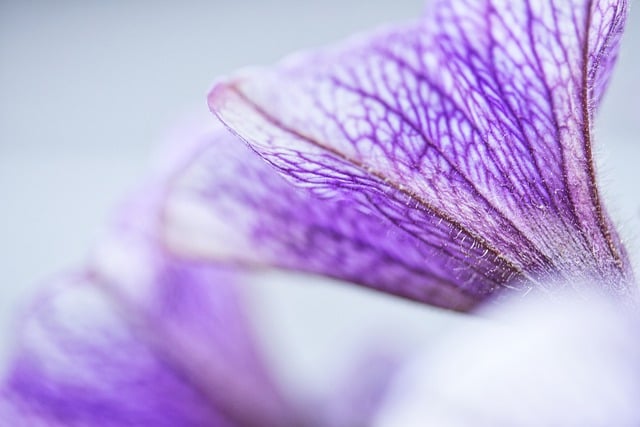 Free download hd wallpaper petunia purple flower free picture to be edited with GIMP free online image editor