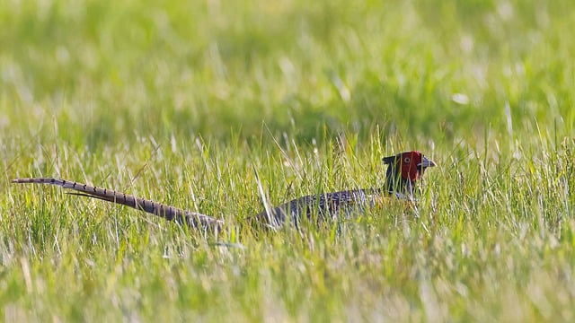 Free download hd wallpaper pheasant bird male free picture to be edited with GIMP free online image editor