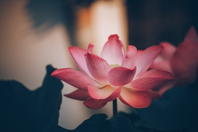 Free download hd wallpaper plant pink flowers free picture to be edited with GIMP free online image editor