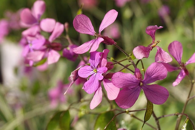 Free download hd wallpaper purple flowers free picture to be edited with GIMP free online image editor