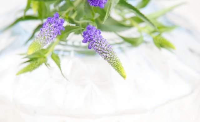 Free download hd wallpaper purple flowers flowers free picture to be edited with GIMP free online image editor