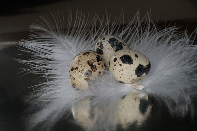 Free download hd wallpaper quail eggs feather free picture to be edited with GIMP free online image editor