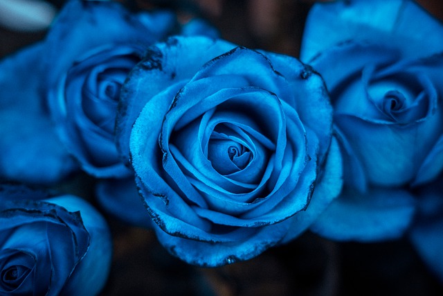 Free download hd wallpaper rose flower free picture to be edited with GIMP free online image editor