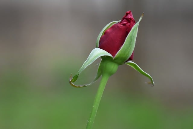 Free download hd wallpaper rose rose bud red rose free picture to be edited with GIMP free online image editor