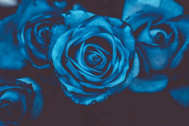Free download hd wallpaper roses flowers free picture to be edited with GIMP free online image editor