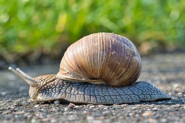 Free download hd wallpaper snail shell mollusc free picture to be edited with GIMP free online image editor