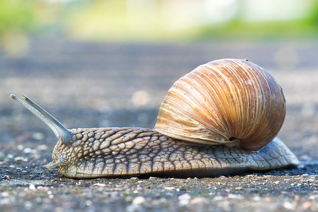 Free download hd wallpaper snail shell mollusk free picture to be edited with GIMP free online image editor