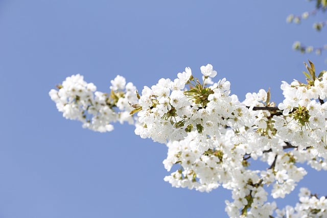 Free download hd wallpaper spring flower cherry free picture to be edited with GIMP free online image editor