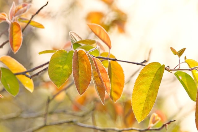 Free download hd wallpaper spring nature leaves free picture to be edited with GIMP free online image editor