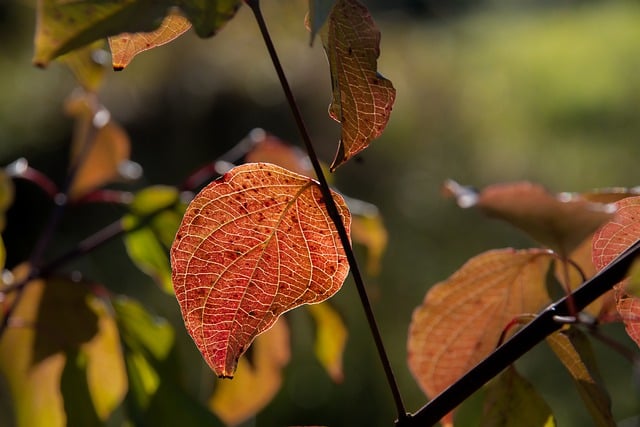 Free download hd wallpaper tree leaves outdoors free picture to be edited with GIMP free online image editor