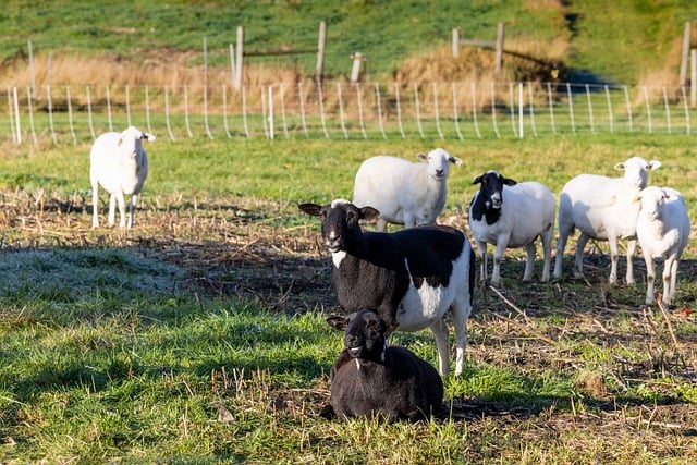 Descărcare gratuită tapet hd imagini de fundal animale fermă imagine gratuită pentru a fi editată cu editorul de imagini online gratuit GIMP