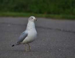 Free download Head Held High free photo or picture to be edited with GIMP online image editor