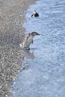 Free download Heading for the water free photo or picture to be edited with GIMP online image editor