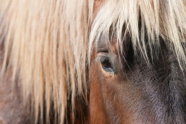 Free download head mane horse nature free picture to be edited with GIMP free online image editor