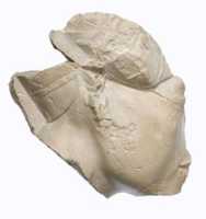 Free download Head of Akhenaten Wearing the Blue Crown, traces of sign behind neck free photo or picture to be edited with GIMP online image editor