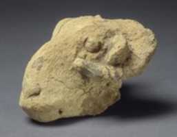 Free download Head of a ram free photo or picture to be edited with GIMP online image editor