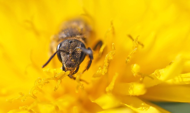 Free download head of a small sandy bee free picture to be edited with GIMP free online image editor