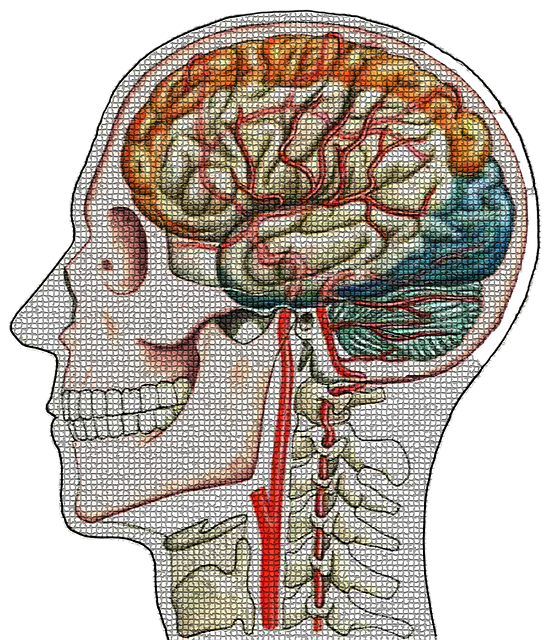 Free download Head Skull Cerebral Blood Flow -  free illustration to be edited with GIMP free online image editor