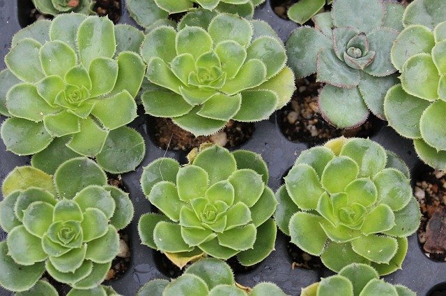 Free download He Aeonium Cuttings Succulent -  free photo or picture to be edited with GIMP online image editor