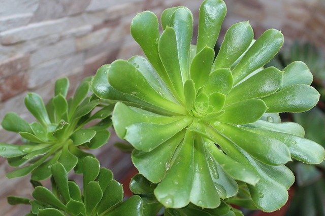 Free picture He Aeonium Succulent Plant -  to be edited by GIMP free image editor by OffiDocs
