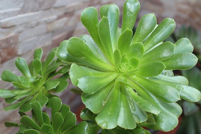 Unduh gratis He Aeonium Succulent Plant - foto atau gambar gratis untuk diedit dengan editor gambar online GIMP