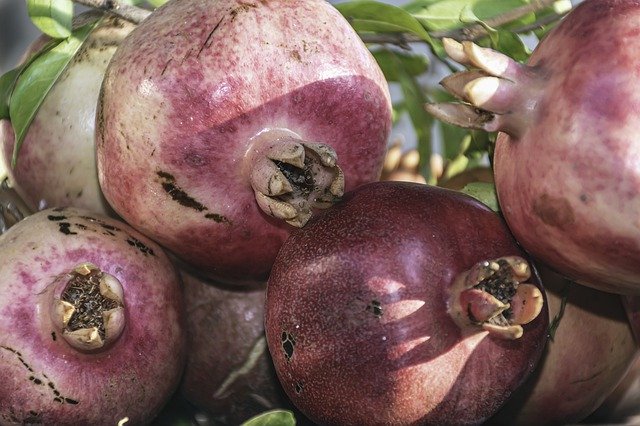 Free download Health Day Pomegranates Just -  free photo or picture to be edited with GIMP online image editor