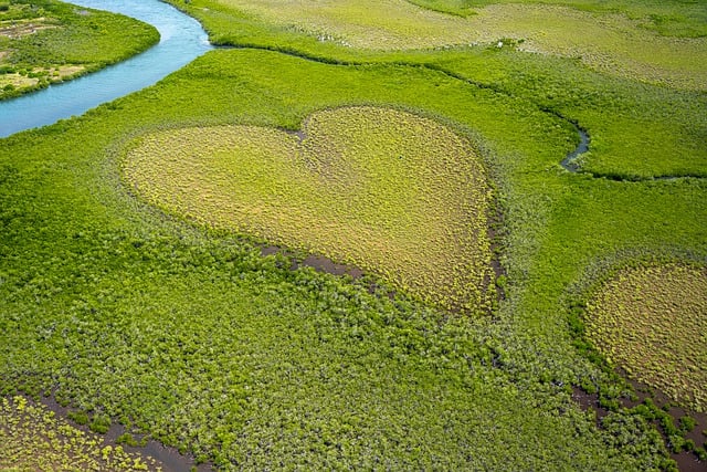 Free download heart formation of vegetation trees free picture to be edited with GIMP free online image editor