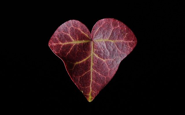 Free picture Heart Leaf Autumn -  to be edited by GIMP free image editor by OffiDocs