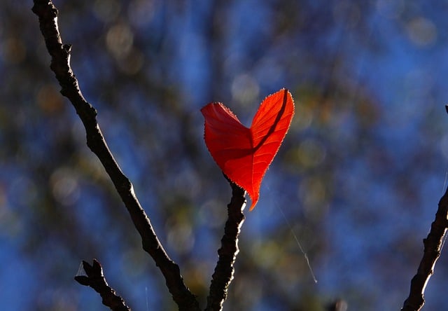 Free download heart leaf fall branch tree free picture to be edited with GIMP free online image editor