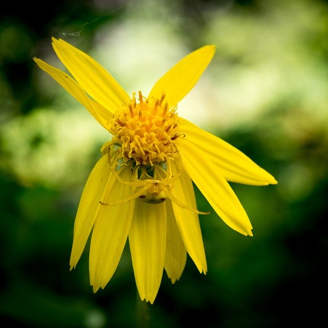 Muat turun percuma Heart-Leaved Arnica Crab Spider - foto atau gambar percuma untuk diedit dengan editor imej dalam talian GIMP