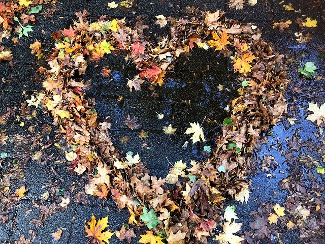 Bezpłatne pobieranie Heart Leaves Love Fall - bezpłatne zdjęcie lub obraz do edycji za pomocą internetowego edytora obrazów GIMP