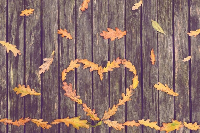 Free download heart leaves tree fall in love free picture to be edited with GIMP free online image editor