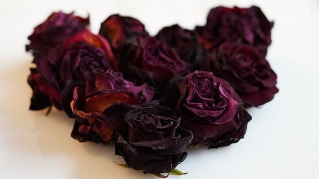 Free download heart roses love red free picture to be edited with GIMP free online image editor