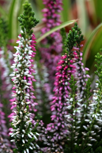 Free download heather flowers plant erika pagan free picture to be edited with GIMP free online image editor