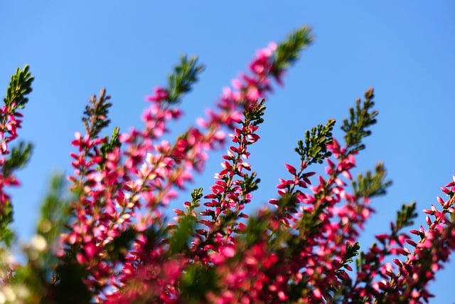 Free download heather flowers plant petals free picture to be edited with GIMP free online image editor
