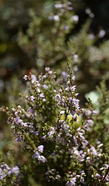 Free download heather flowers plant petals bloom free picture to be edited with GIMP free online image editor